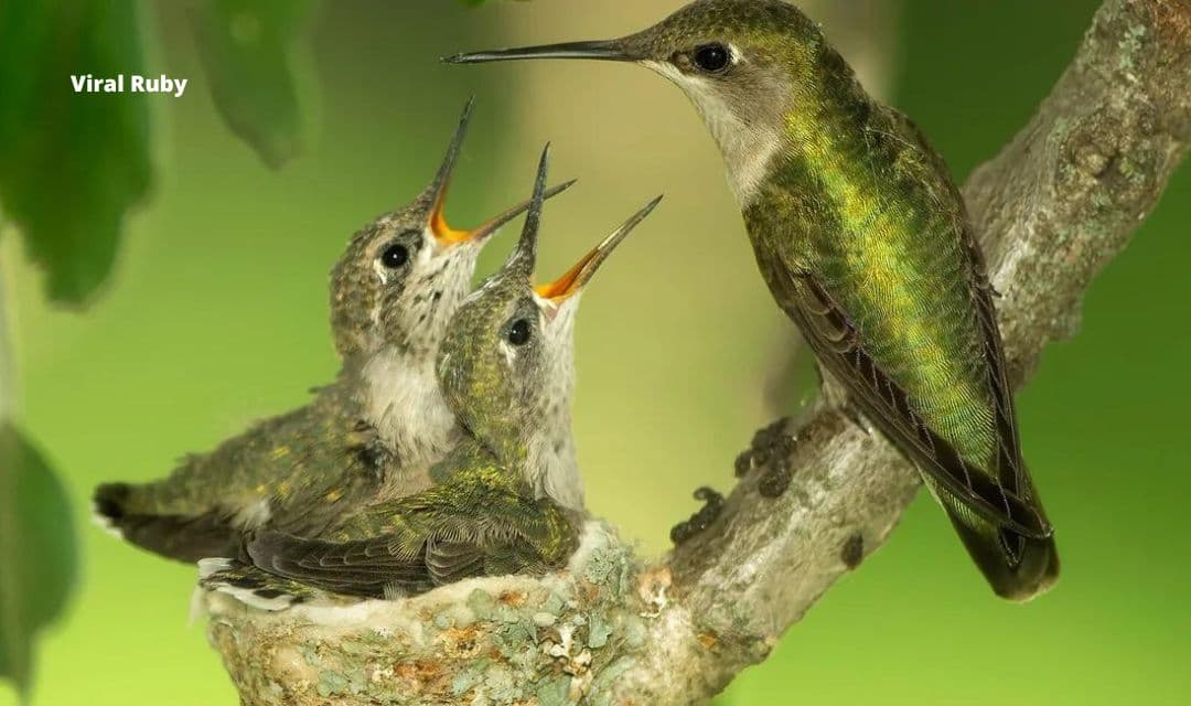 How Do Hummingbirds Feed Their Babies? Viral Ruby