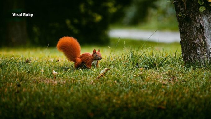 How Many Babies Do Squirrels Have?