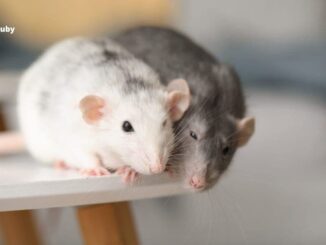 How Often Do Mice Have Babies?