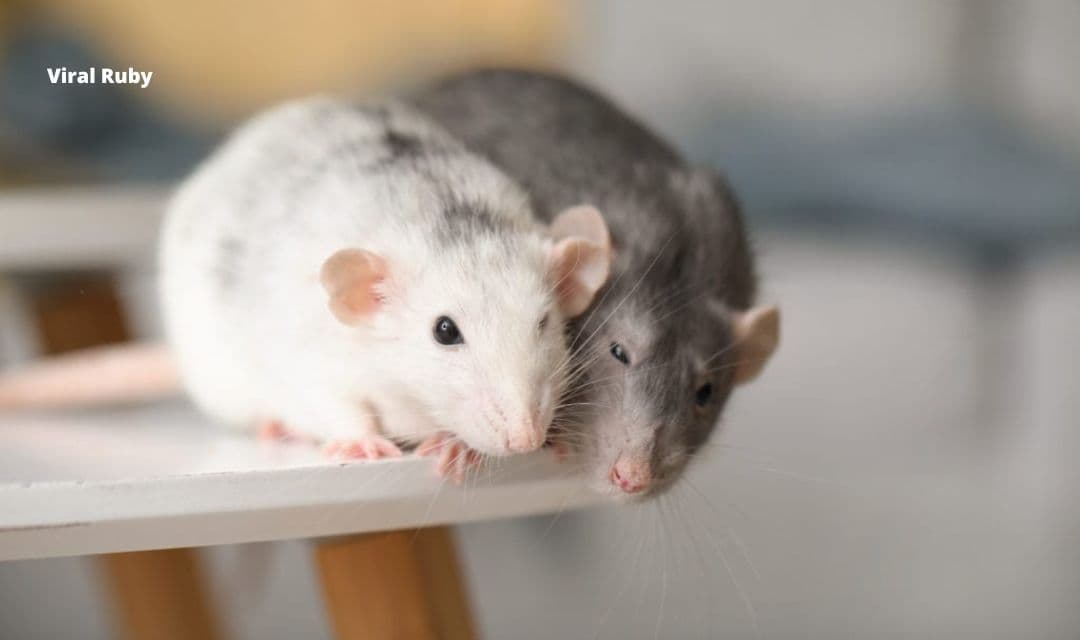 how-often-do-mice-have-babies-ruby-viral-across-the-world