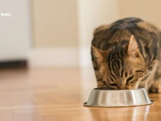 Royal Canin Hairball Cat Food 2kg 4kg & 10kg Reviews
