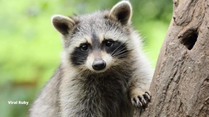 When Do Raccoons Have Babies?