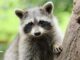When Do Raccoons Have Babies?
