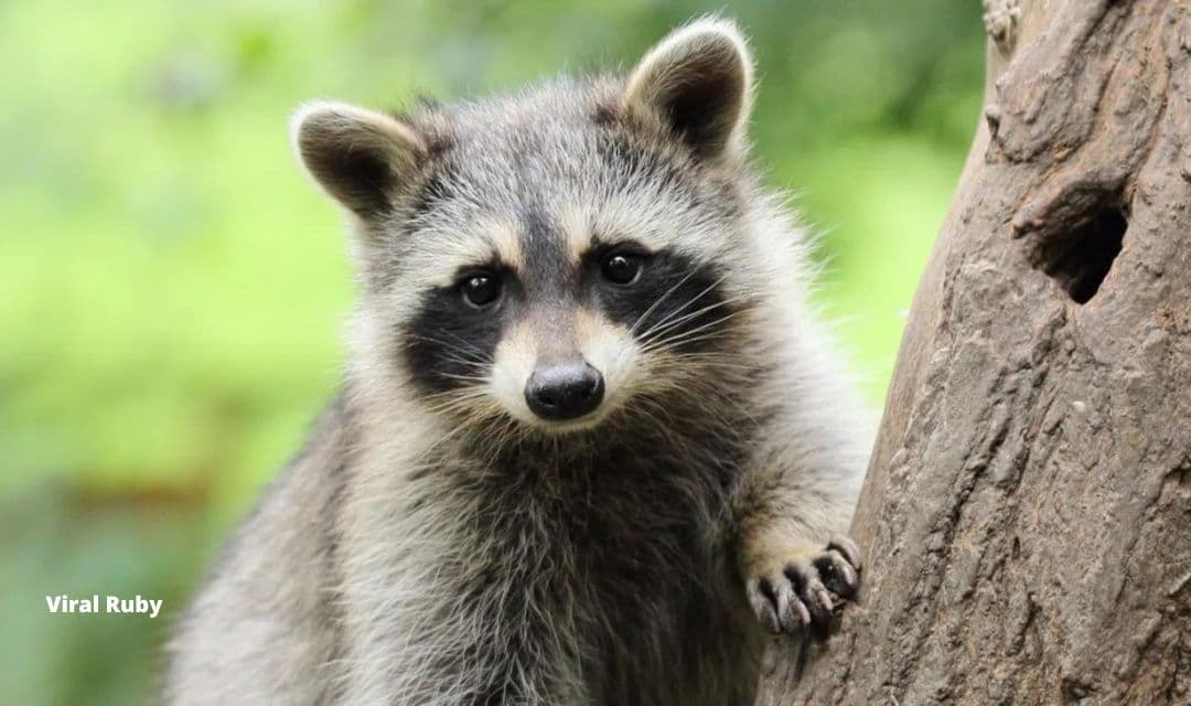 when-do-raccoons-have-babies-viral-ruby