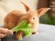 Why Do Rabbits Eat Their Babies?