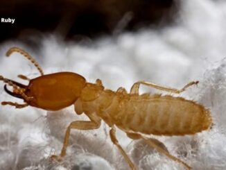Termite Babies Are They Harmful to Babies?