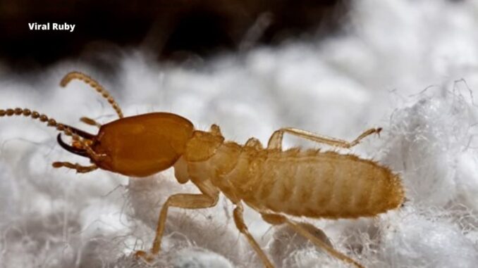 Termite Babies Are They Harmful to Babies?