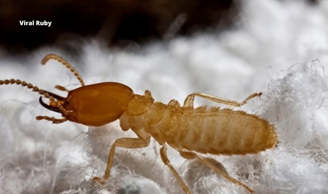 termite-babies-are-they-harmful-to-babies-ruby-viral-across-the-world