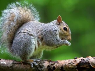 When Do Squirrels Have Their Babies