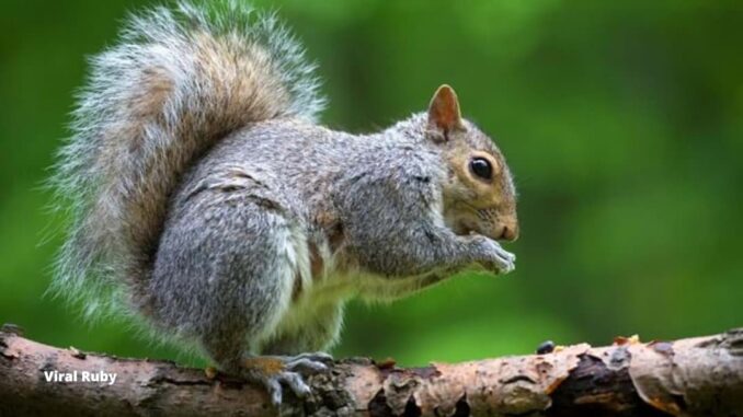 When Do Squirrels Have Their Babies