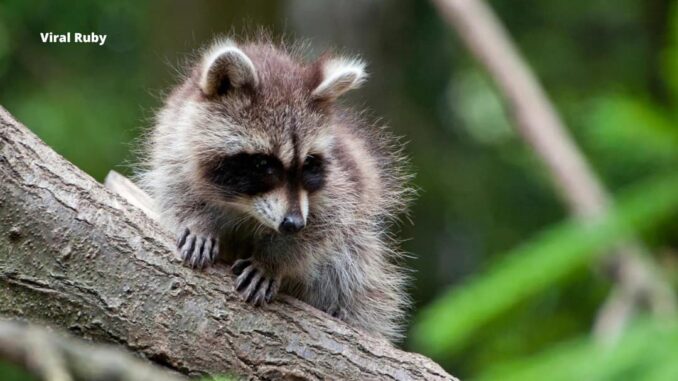 What Does Raccoon Poop Look Like?
