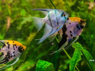 How long do angelfish live in a tank and wild?