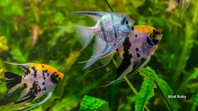How Long Do Angelfish Live in a Tank and Wild?