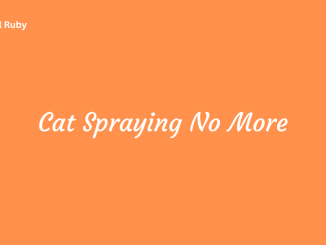 Cat Spraying No More Causes Natural Remedies and Common Mistakes
